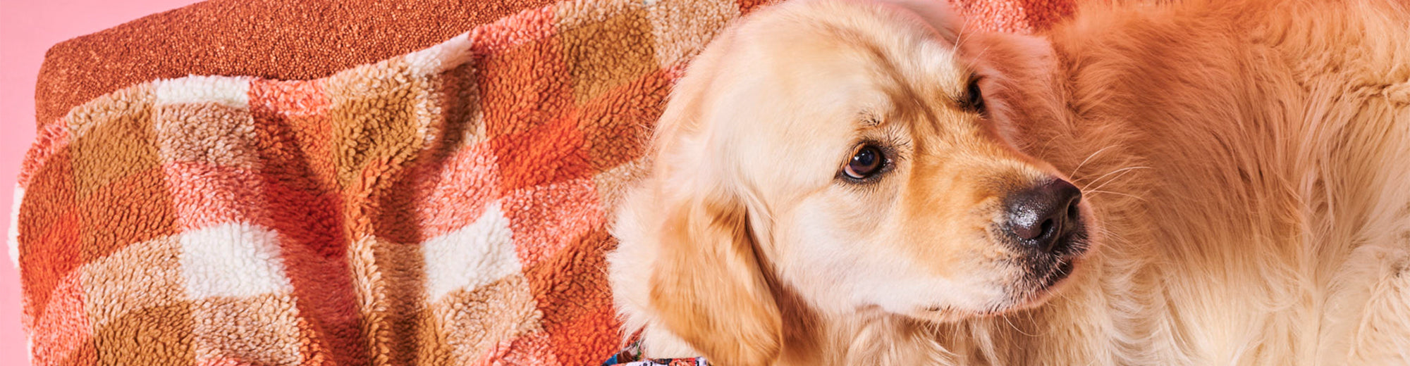 Pet Beds & Bowls