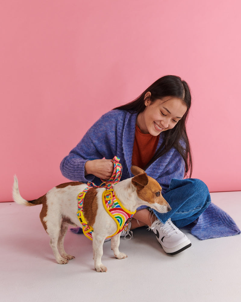 Rainbow Spray Dog Harness