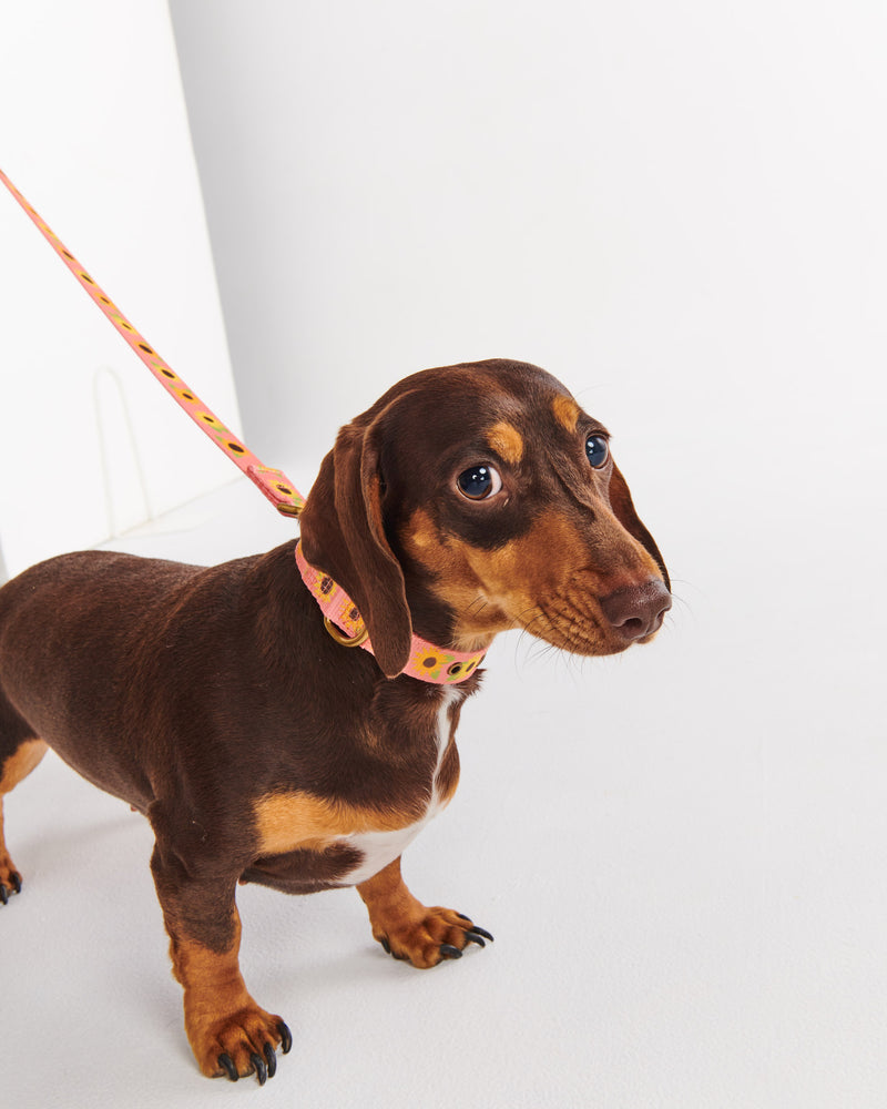 Sunflower Sunshine Dog Collar