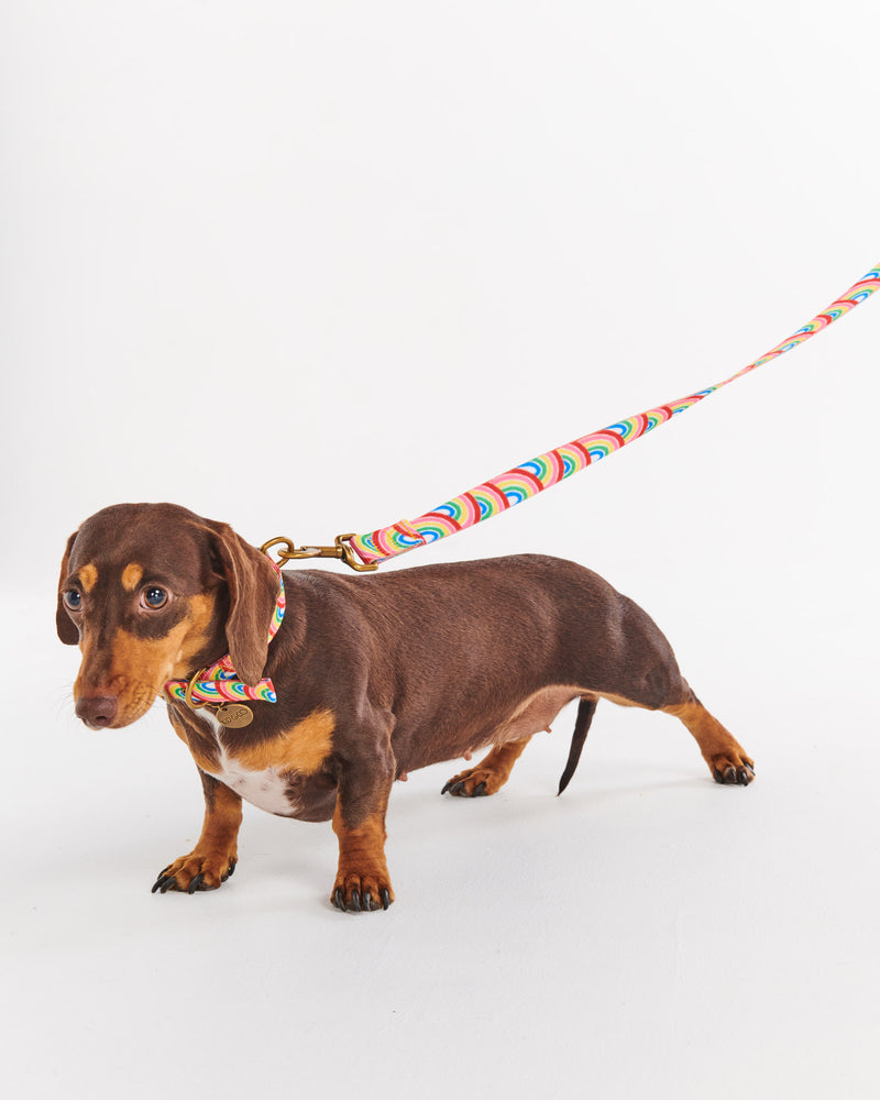 Rainbow Spray Dog Collar