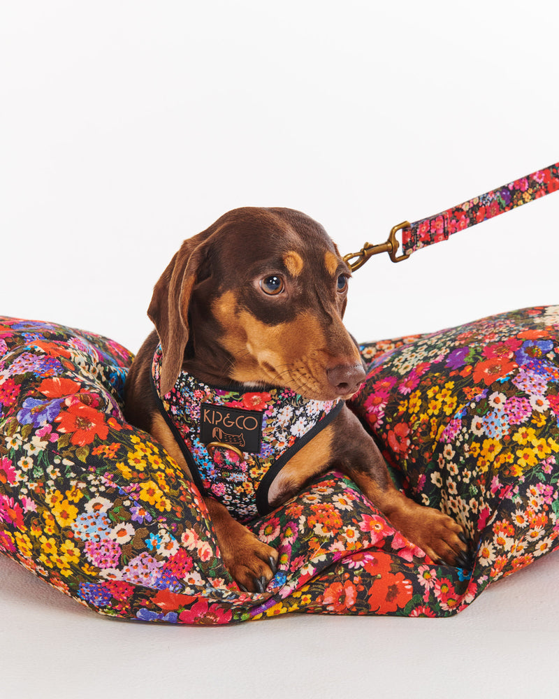 Forever Floral Black Dog Harness