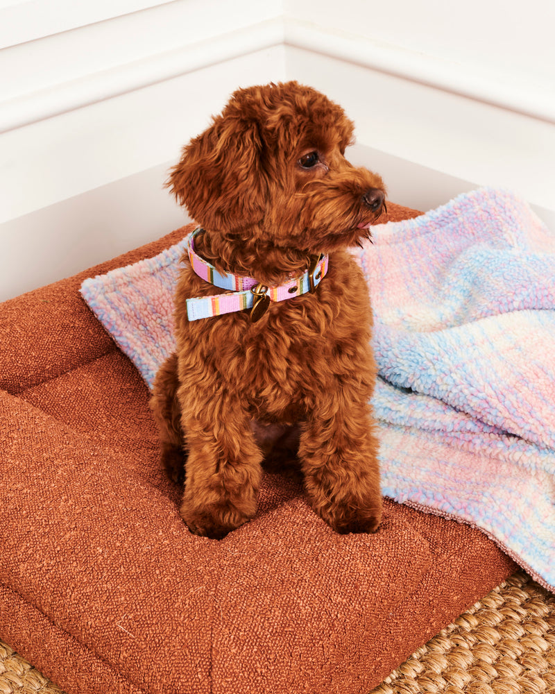 Fez Stripe Dog Collar