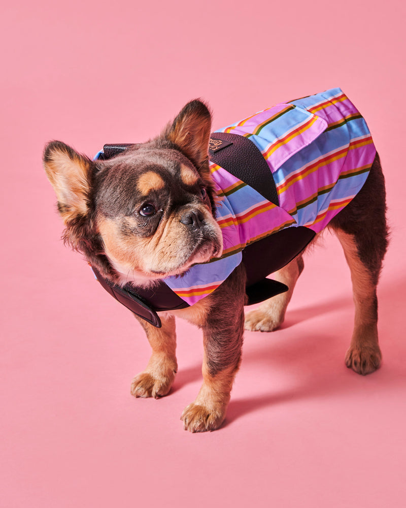 Fez Stripe Dog Jacket