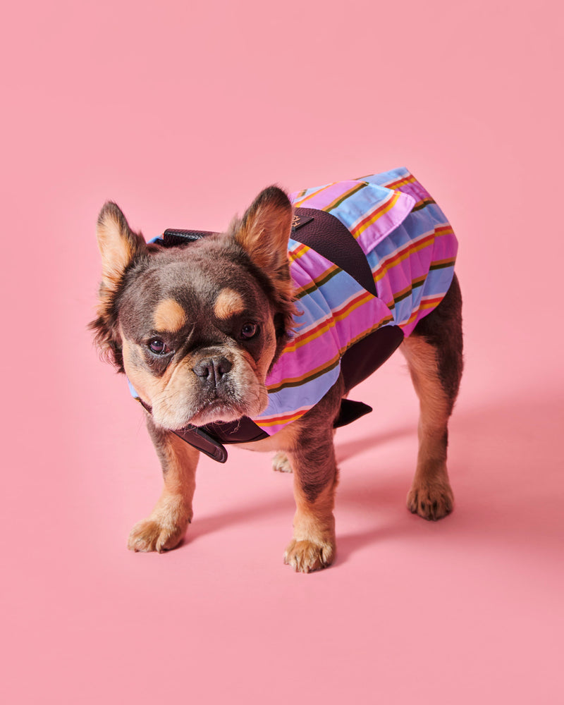 Fez Stripe Dog Jacket