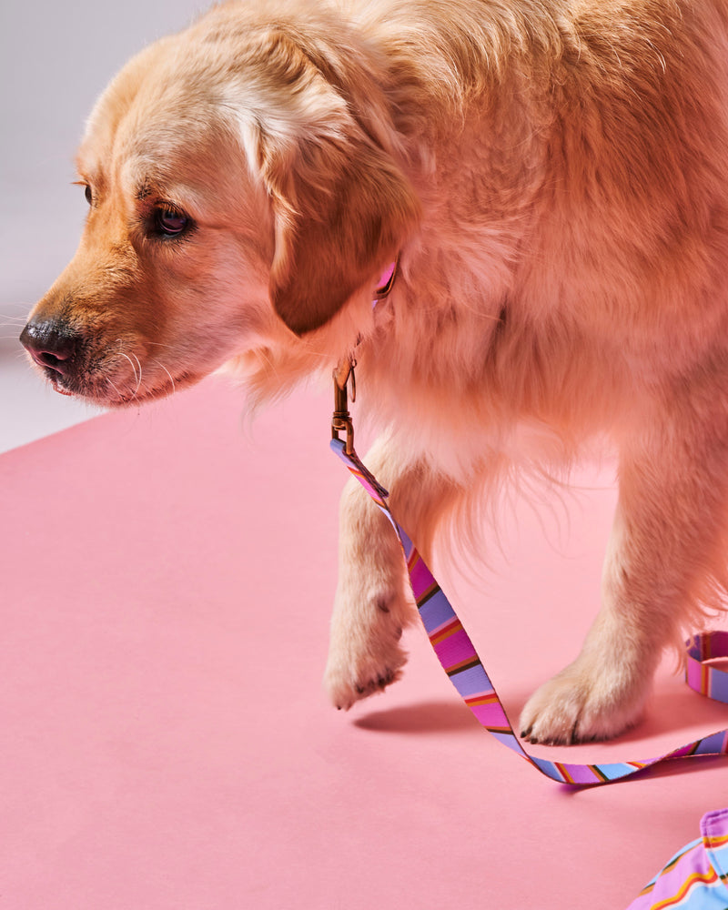 Fez Stripe Dog Lead