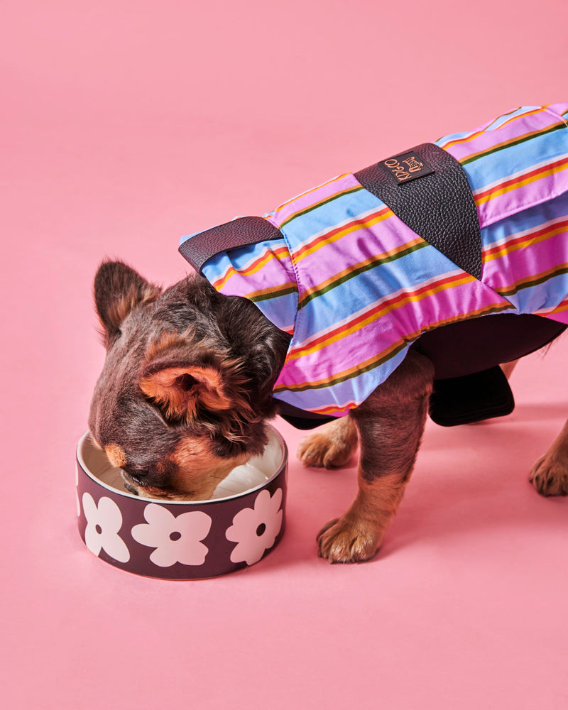 Fez Stripe Dog Jacket