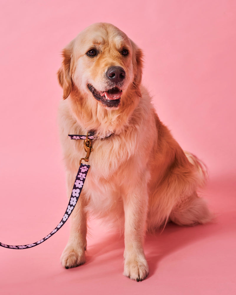 Flower Face Dog Collar