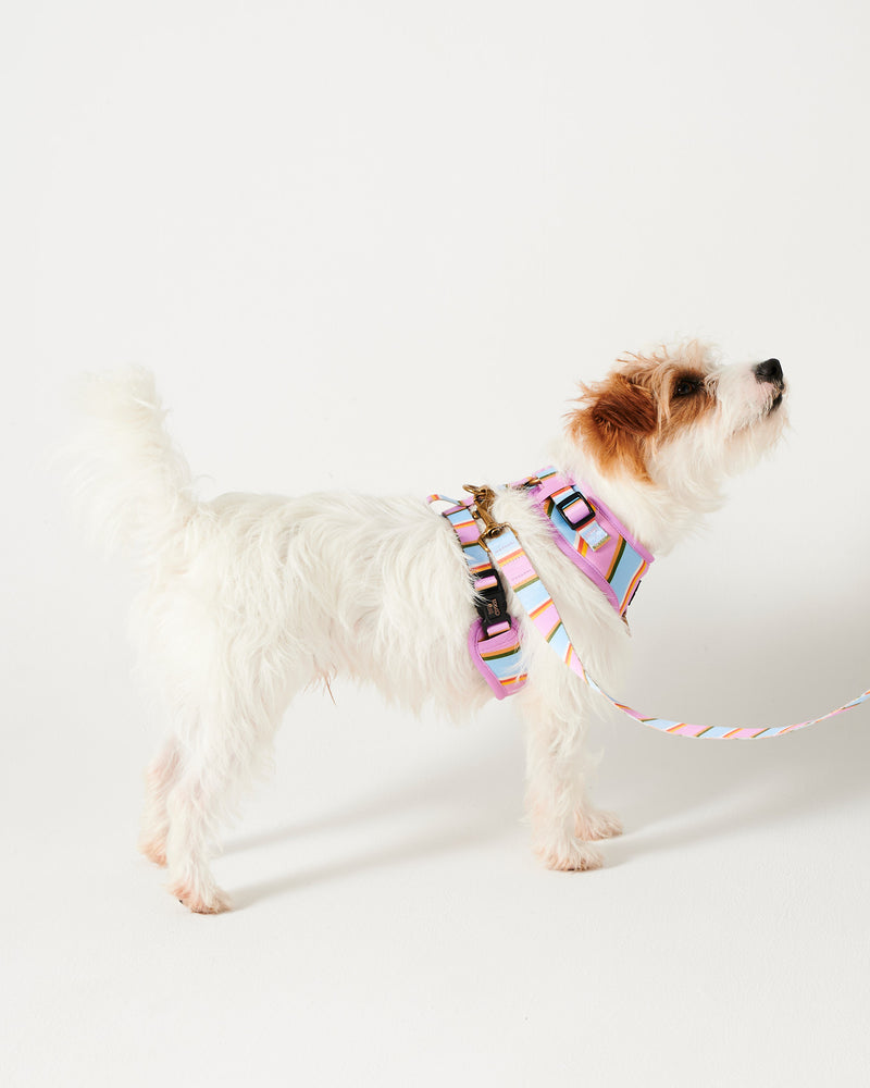 Fez Stripe Dog Lead