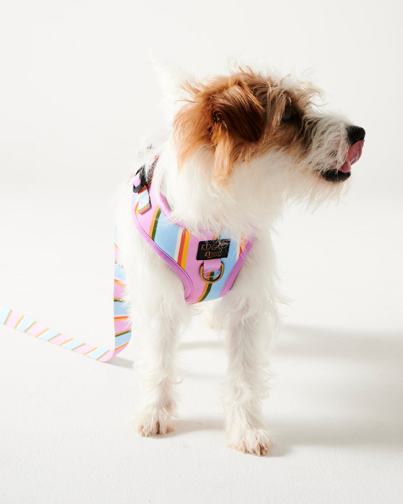 Fez Stripe Dog Lead