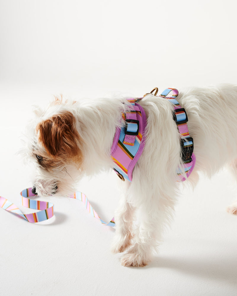 Fez Stripe Dog Lead