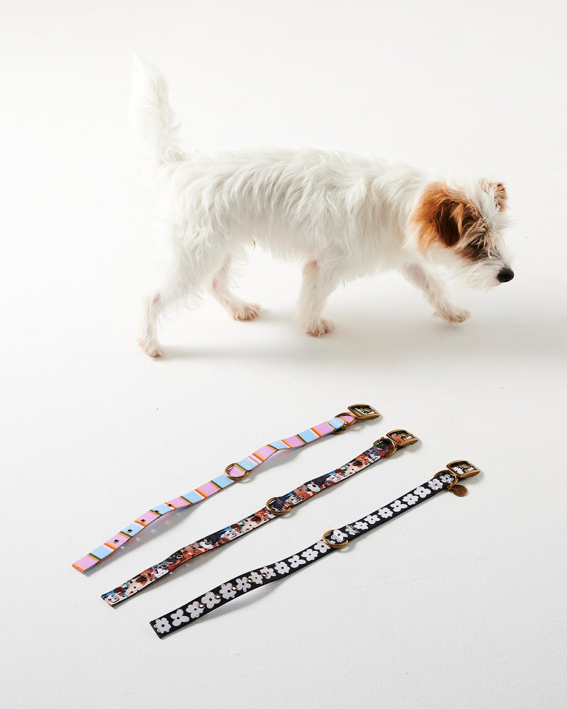 Fez Stripe Dog Collar